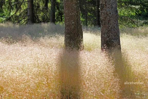 Draht-Schmiele (Deschampsia flexuosa)